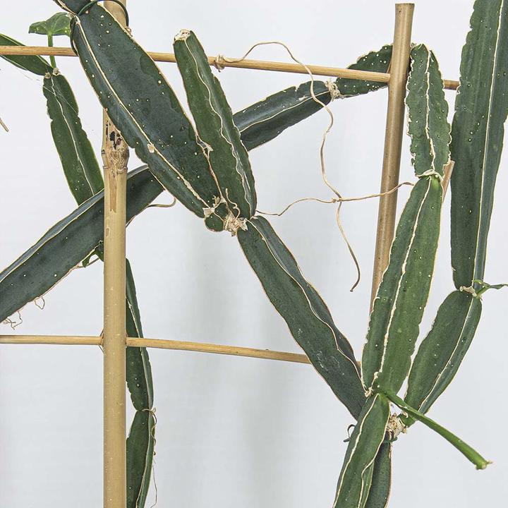 Produktbild Kakteen Gautschi Cissus quadrangularis (70 cm)