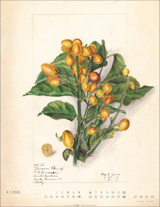 Produktbild Alte Sorten Kalender 2026 (34 x 44 cm, Harter Einband, Deutsch)
