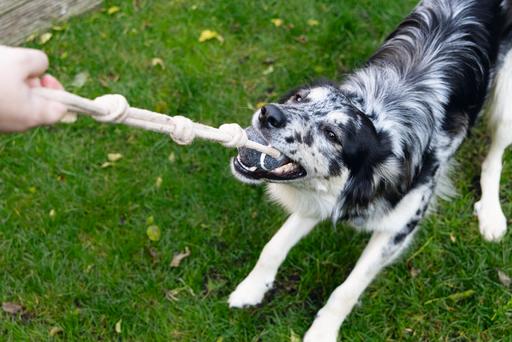 Immagine prodotto Beeztees Meno una palla da tennis (Palla giocattolo per cani)