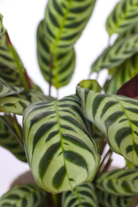 Immagine prodotto Plant in a Box Ctenanthe burle-marxii - Set di 4 piante di zebra (25 cm)