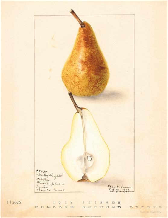 Produktbild Alte Sorten Kalender 2026 (34 x 44 cm, Harter Einband, Deutsch)