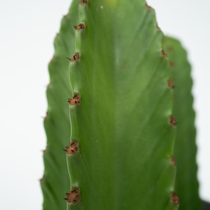 Actual product image Plant in a Box Euphorbia Ingens - Cowboy Cactus (85 cm)