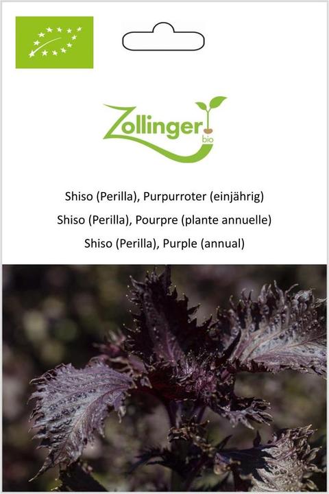 Produktbild Zollinger Bio Shiso (Perilla), Purpurroter (einjährig) (Keimlinge)