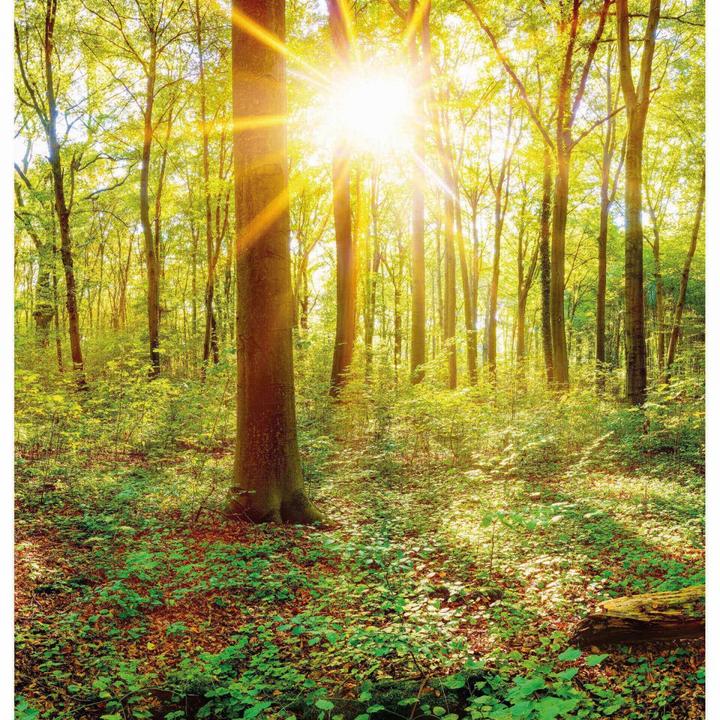 Immagine prodotto Trenddeko Nel profondo della foresta (672 x 260 cm)