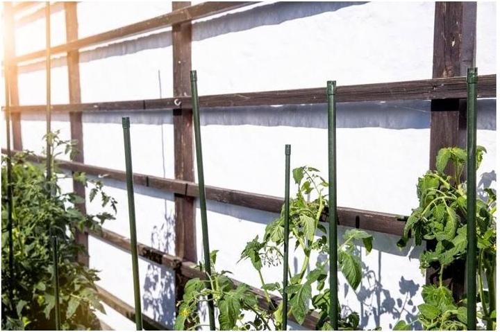 Produktbild Windhager Pflanzenstab (180 cm, 1.60 cm)