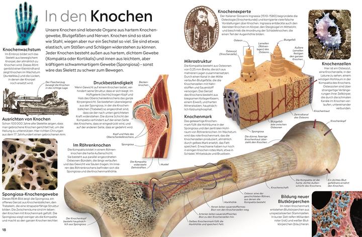 Produktbild memo Wissen. Körper (Deutsch, Richard Walker, 2024)