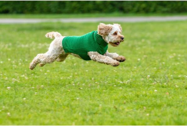 Immagine prodotto Chiara Pullover Elli (40, Maglione per cani)