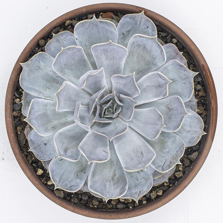 Image du produit Kakteen Gautschi Echeveria lilacina (20 cm)