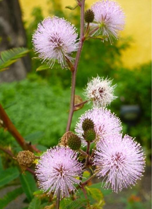 Image du produit Tropica Echte Mimose Mimosa Pudica (Graines de fleurs)