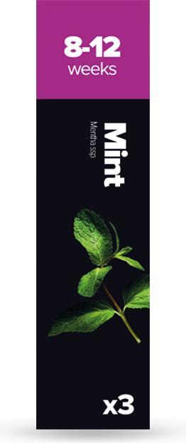 Plantui Menta (Semi di erbe)