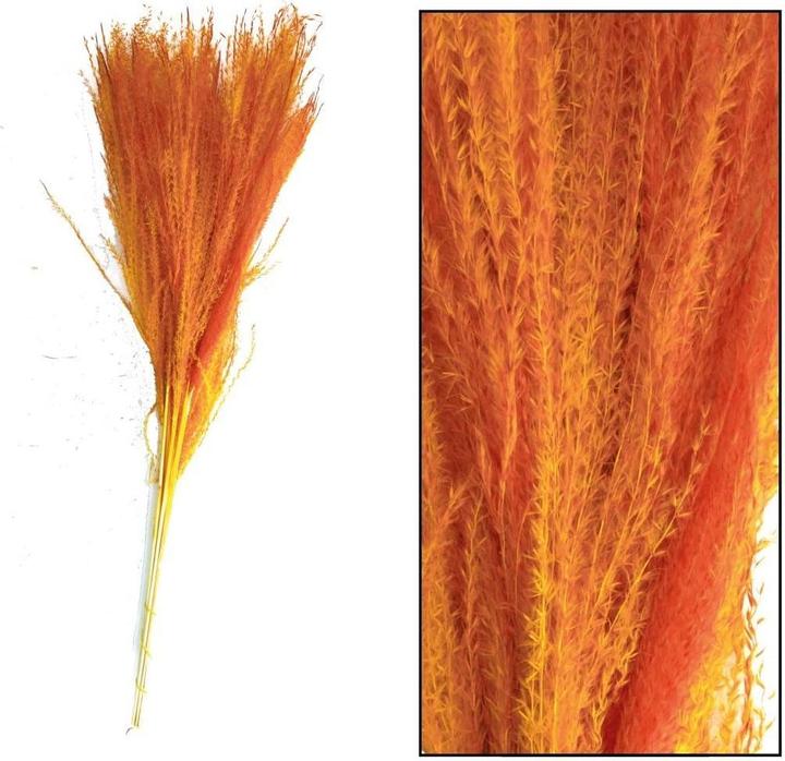 Produktbild Chalet Trockenblumen Miscantusgras 10 Stück, Orange (Trockenblumen)
