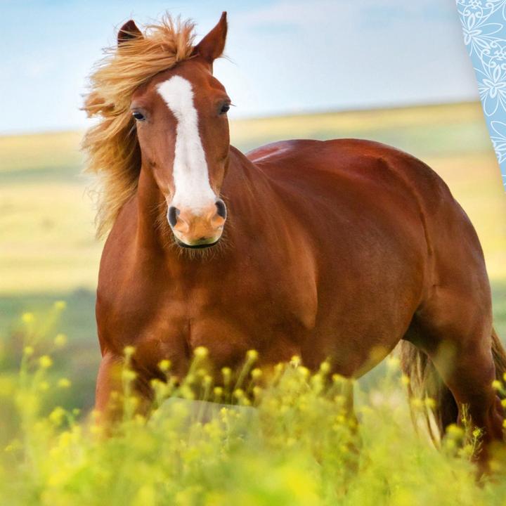 Image du produit Herding Chevaux