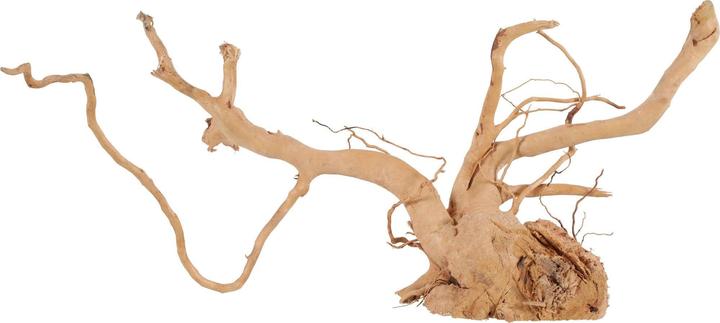 Zolux Japanese root spider 50-60 cm (Dekoration, sonstige Gegenstände)