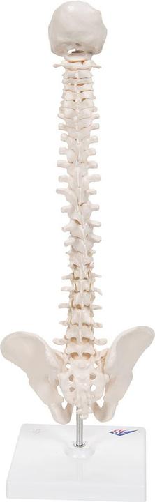 Produktbild 3B Scientific Mini Anatomie Modell Menschliche Wirbelsäule, beweglich und mit Becken, auf Stativ