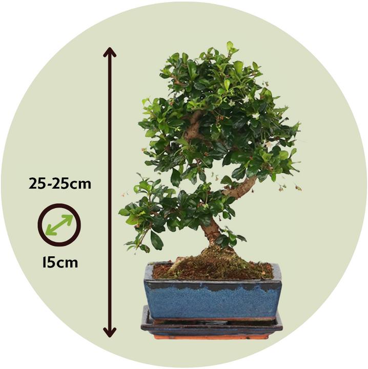 Produktbild Plant in a Box Carmona microphylla - Bonsaibaume (20 cm)