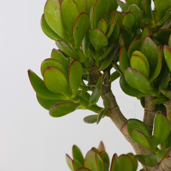 Immagine prodotto Plant in a Box Crassula ovata Minor - Pianta di giada (60 cm)