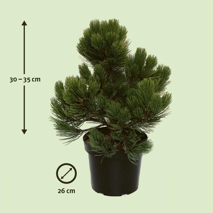 Immagine prodotto Zulauf Zwerg-Schlangenhaut-Kiefer / Pinus heldrei. 'Compact Gem' (40 cm)