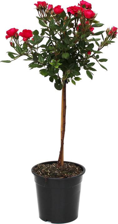 Image du produit Zulauf Floribundarose / Rosa 'Fuchsia Terrazza (70 cm)