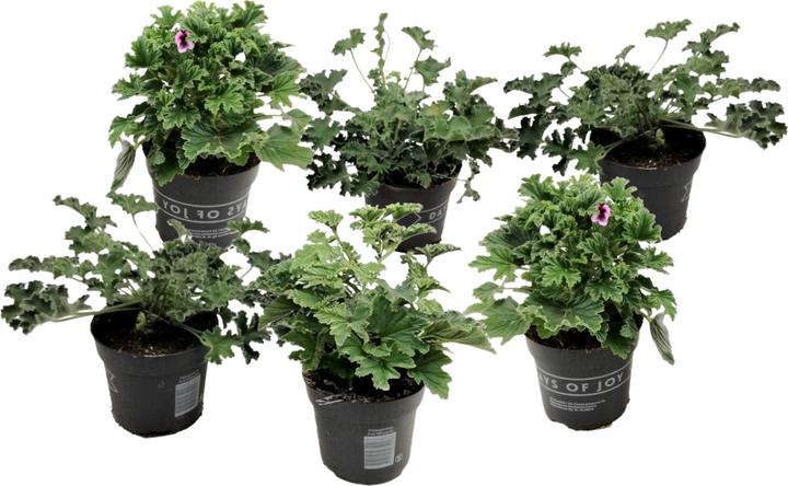 Produktbild Plant in a Box Pelargonium ‘Orange Fizz’, 'Pink Capitatum', 'Lizzy' - 6er-Set Anti-Moskito-Pflanze (15 cm)