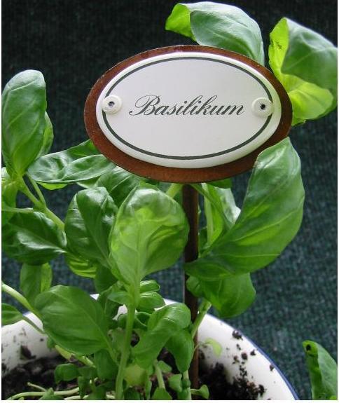 Image du produit Münder Plants d'épices au basilic (25 cm)