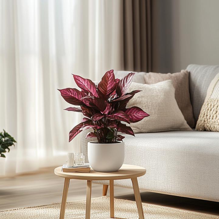 Immagine prodotto Plant in a Box Iresine Herbstii - Blutblatt (20 cm)