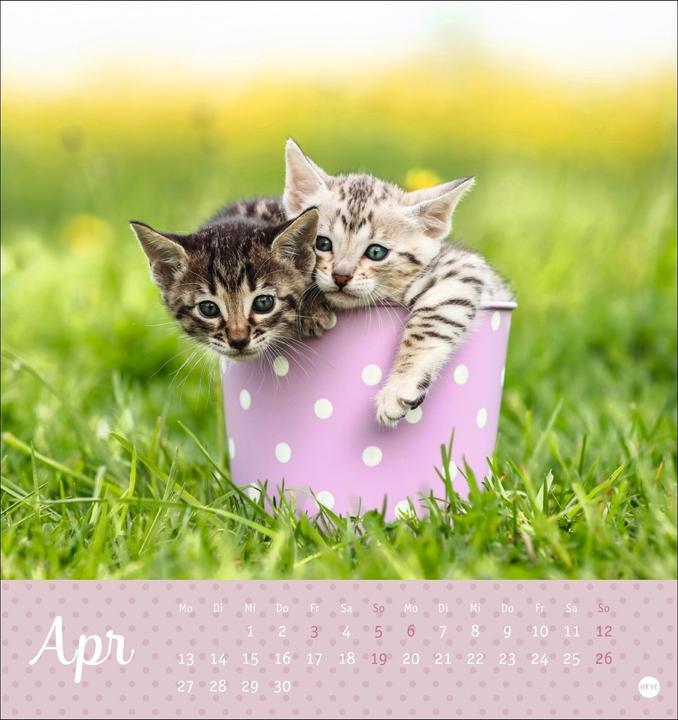 Image du produit Katzen Postkartenkalender Kleine Tiger 2026 (16 x 17 cm, Couverture rigide, Allemand)