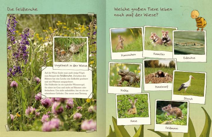 Immagine prodotto Die kleine Hummel Bommel entdeckt die Wiese (Tedesco, Britta Sabbag, Maite Kelly, 2019)