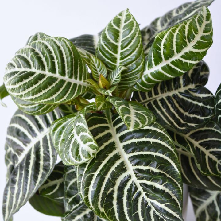 Image du produit Plant in a Box Aphelandra squarrosa Botanica - Set de 2 plantes zébrées (25 cm)