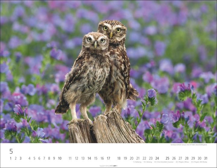 Actual product image Eulen Kalender 2026 (44 x 34 cm, Hardcover, German, English)