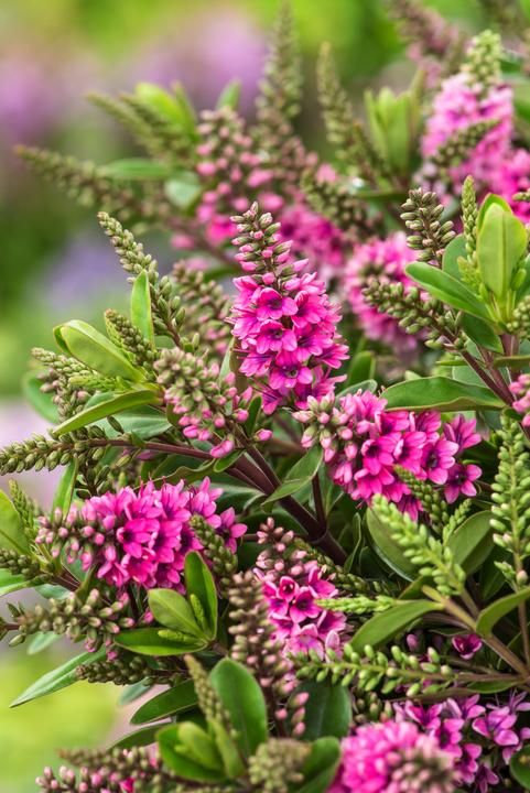 Produktbild Plant in a Box Hebe All Blooms 'Samona' - (30 cm)