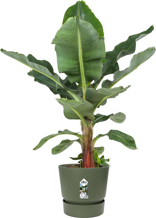 Image du produit Elho pots de fleurs (29.50 cm)