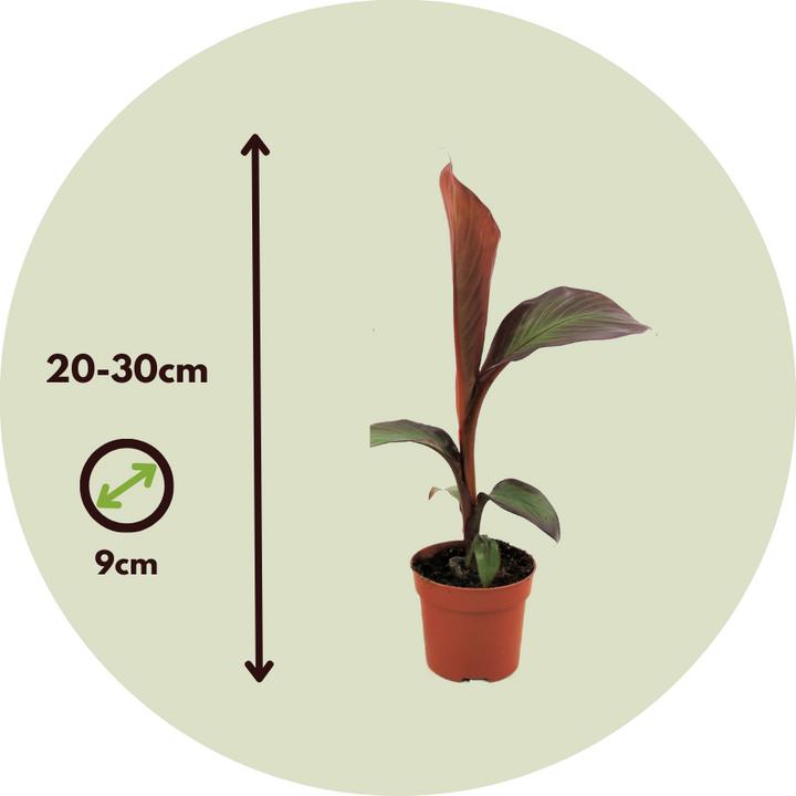 Immagine prodotto Plant in a Box Ensete ventricosum Maurelli - Set di 2 banane rosse (20 cm)