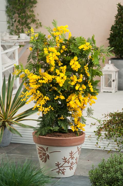 Actual product image Plant in a Box Acacia dealbata Mimosa - Mimosa plants set of 3 (40 cm)