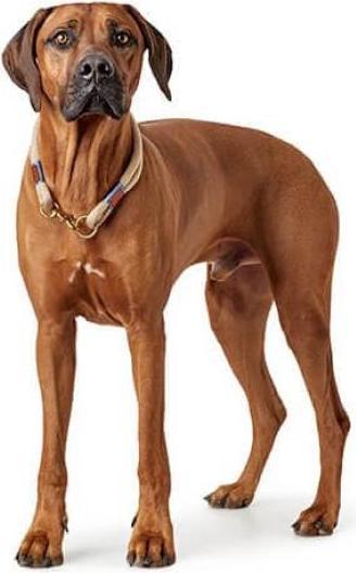 Produktbild Hunter Halsband Sansibar Rantum (50, Hund)