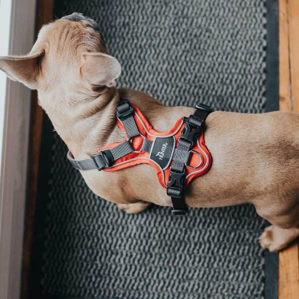 Produktbild Hunter Geschirr Divo (L, XL, Hund, Allgemein)