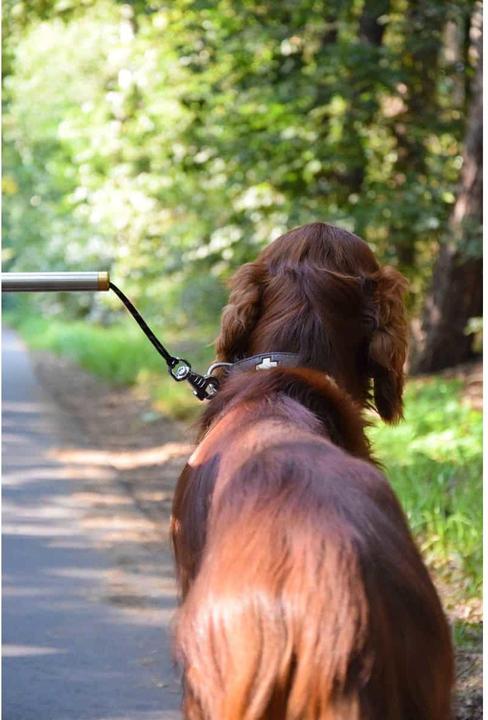 Immagine prodotto Dobar In più (Taglia unica, Cane, Passeggiare, Moto)