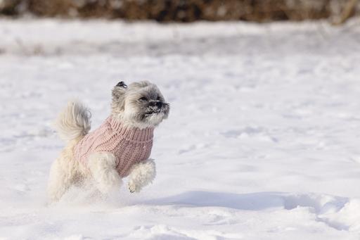 Produktbild Designed by Lotte Hundepullover Haida (28, Hundepullover)