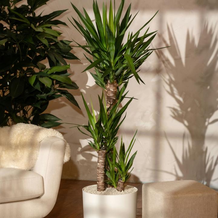 Immagine prodotto Plant in a Box Yucca Elephantipes - Palmlelie (70 cm)