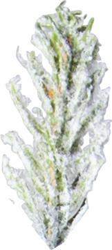 Produktbild Star Trading Uppsala Snow (210 cm)