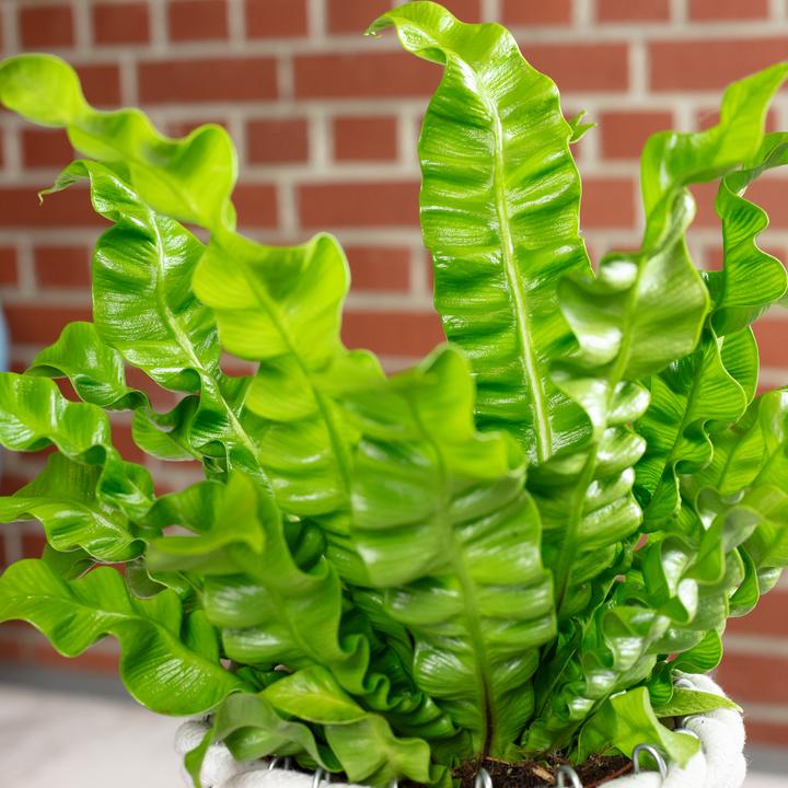 Actual product image Flowerbox Nestfarn - Asplenium nidus 'Crispy Wave' (25 cm)