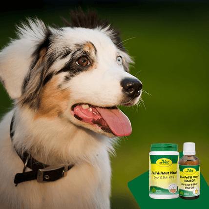 Produktbild cdVet Fell & Haut Vital Hund & Katze