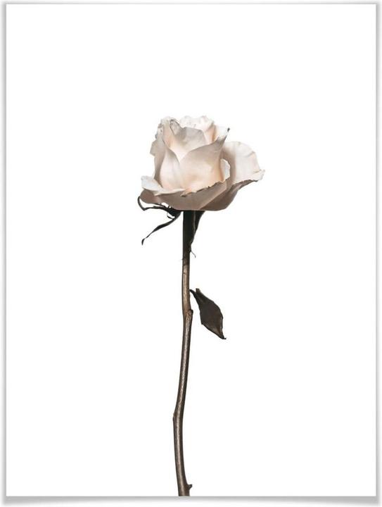 Actual product image Trenddeko The white rose (40 x 50 cm)