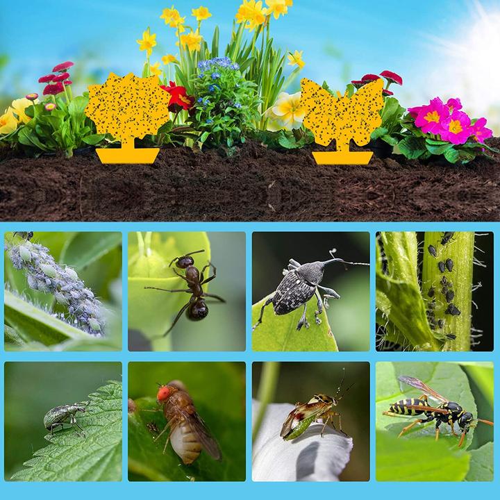 Produktbild Werkstein Fruchtfliegen Falle Gelbsticker Trauermücken Klebefalle für Blumentopf 60er Set