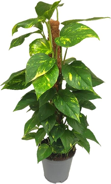 Image du produit Rutishauser Epipremnum (80 cm)
