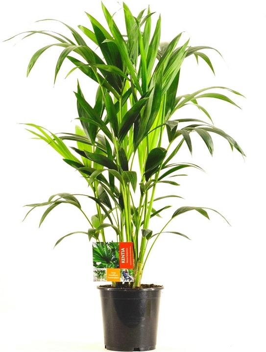 Produktbild Rutishauser Kentia Palme (90 cm)