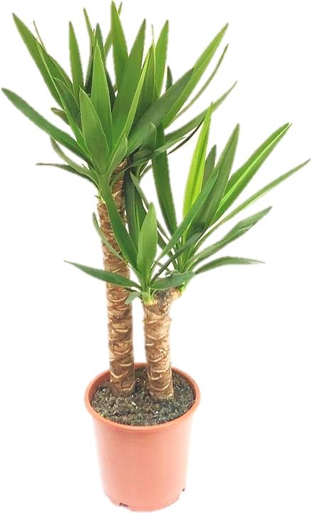Produktbild Rutishauser Yucca Palme (90 cm)