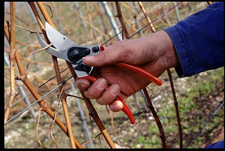 Actual product image Felco Garden shears 11