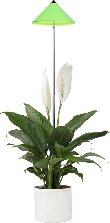 Immagine prodotto Colibri Sunlite (LED, 230 V)