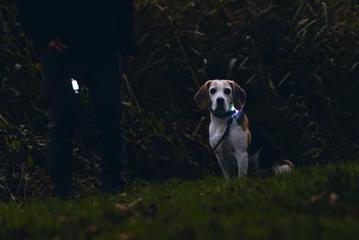 Produktbild Beeztees Safety Gear Leine (Hund, Hundesport)