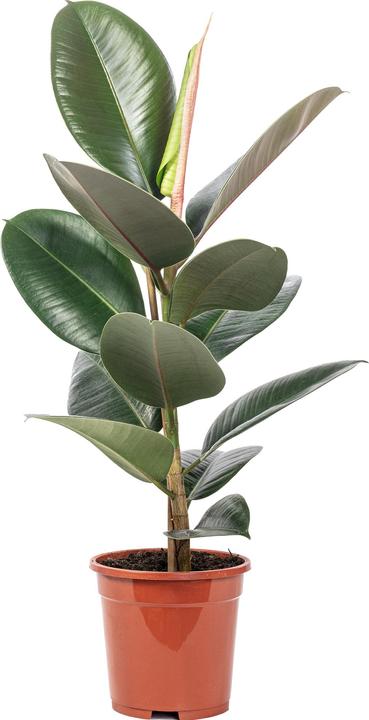 Produktbild Flowerbox Gummibaum - Ficus elastica "Robusta" (50 cm)
